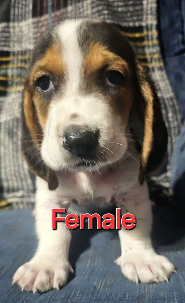 female-basset-hound-dog