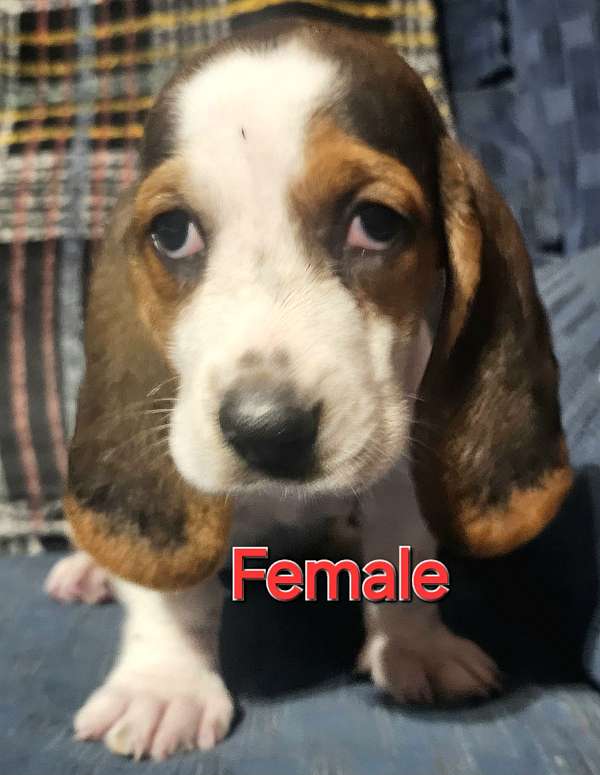 female-basset-hound-dog