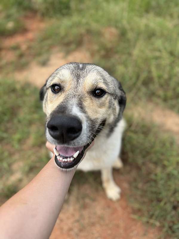 tri-colored-anatolian-shepherd