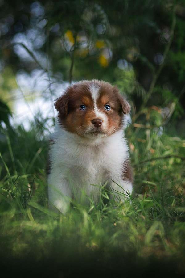 tri-colored-australian-shepherd