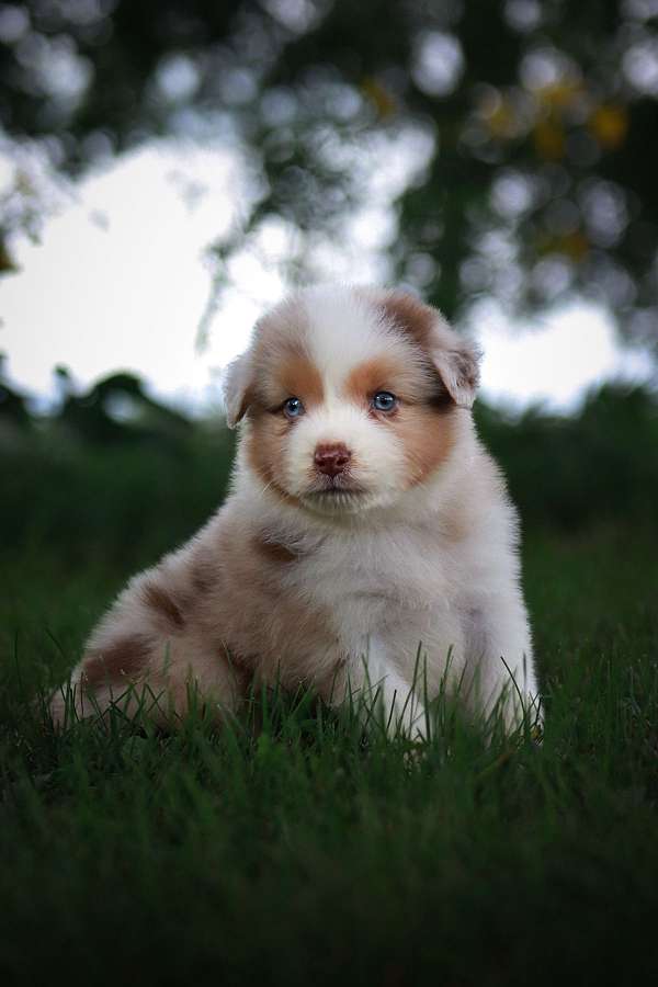 merle-australian-shepherd