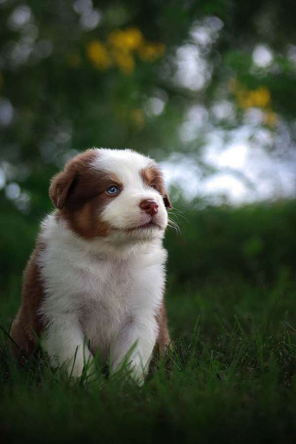 male-australian-shepherd-dog