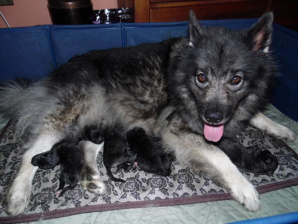 double-coated-keeshond