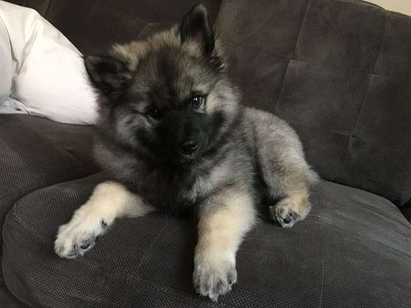 black-silver-keeshond