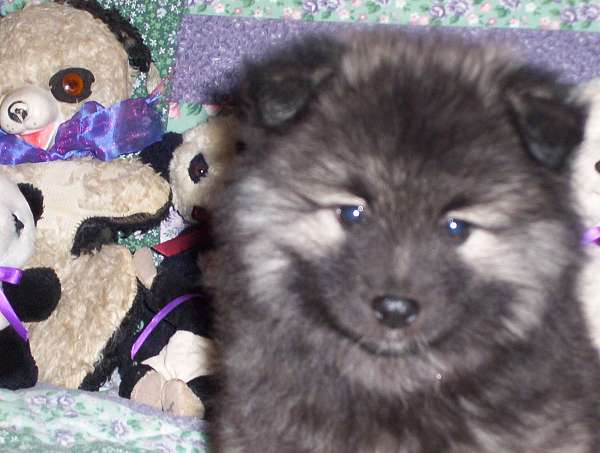 female-black-silver-double-coated-keeshond