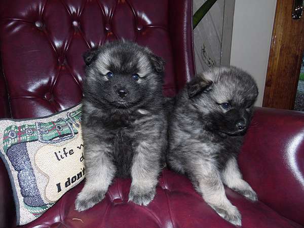 medium-black-silver-keeshond