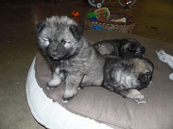 keeshond-dog