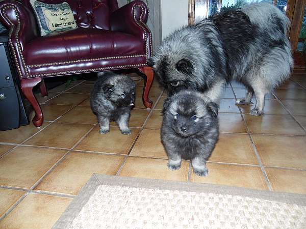 kid-friendly-keeshond