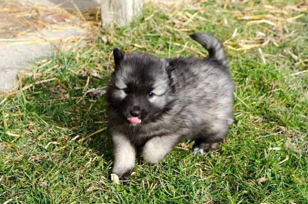 male-black-silver-double-coated-keeshond