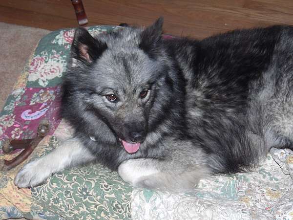 double-coated-male-keeshond