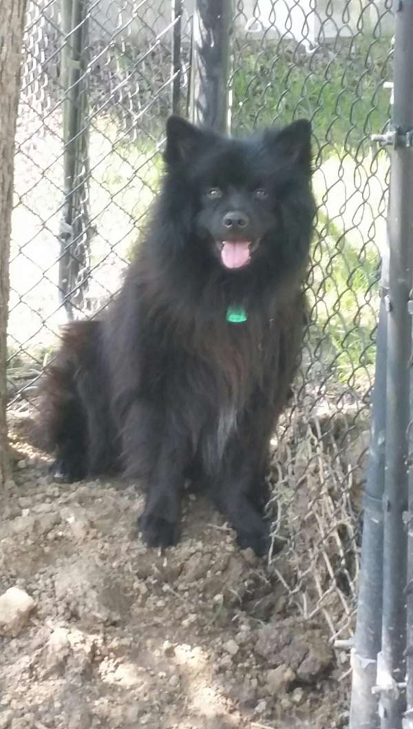 black-silver-male-keeshond