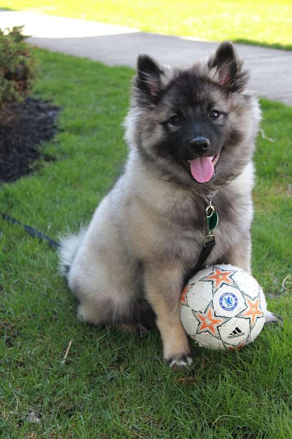 male-keeshond