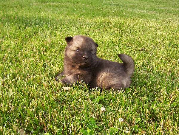 medium-keeshond