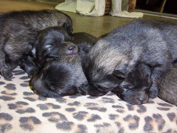 double-coated-keeshond-dog