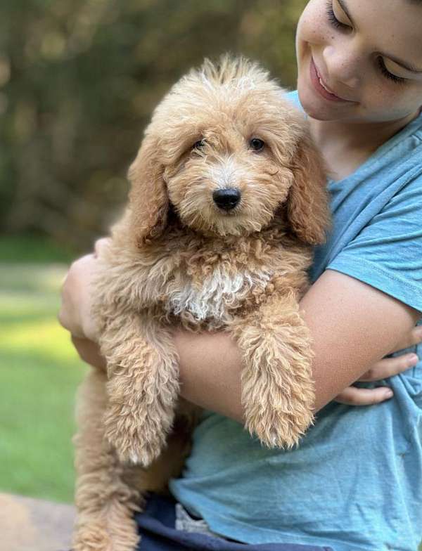 biscuit-white-curly-haired-miniature-goldendoodle