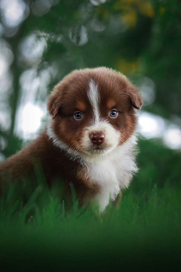 tri-colored-australian-shepherd