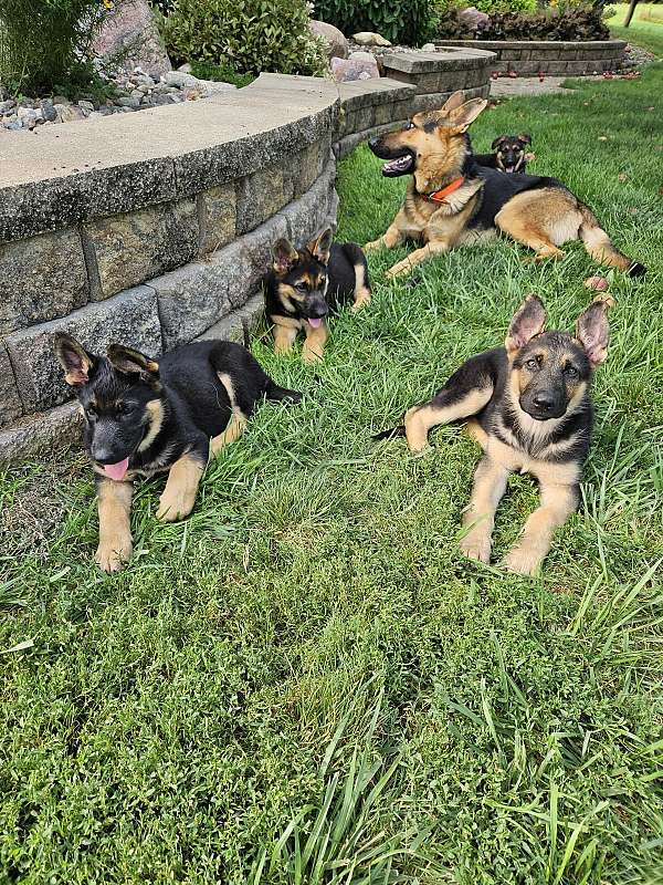 mixed-german-shepherd-dog