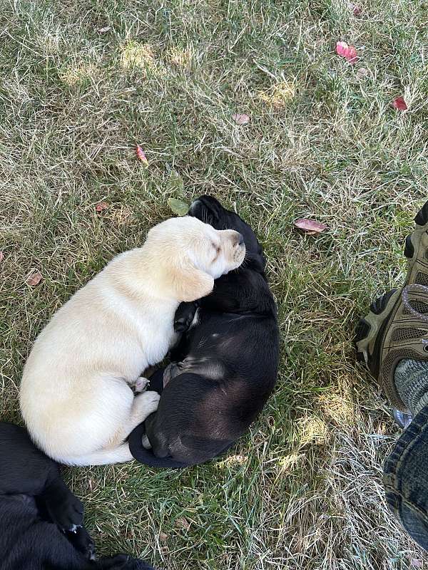 short-haired-labrador-retriever