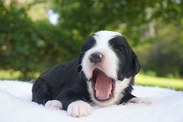 mixed-bernedoodle-dog