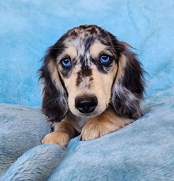 female-merle-long-haired-dachshund