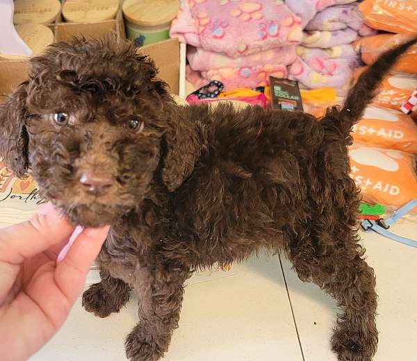 black-chocolate-poodle-standard-poodle