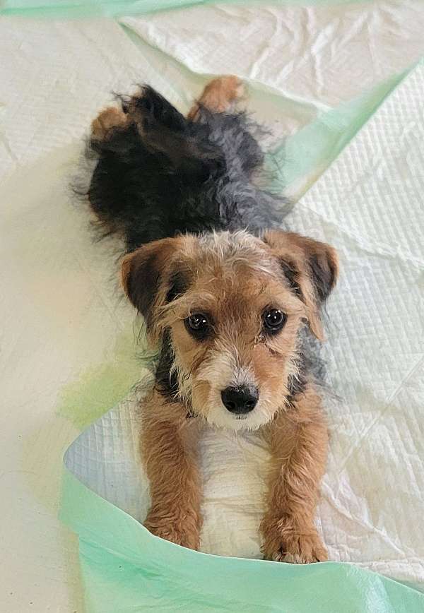 male-yorkipoo-dog