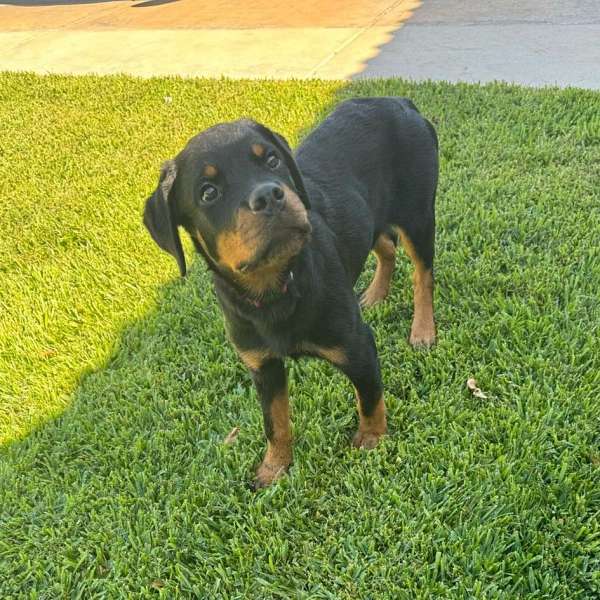 short-haired-rottweiler