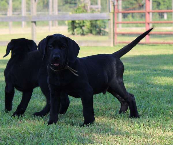 male-labrador-retriever-dog