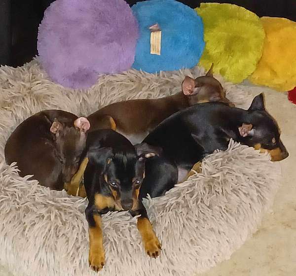 mixed-chocolate-short-haired-miniature-pinscher