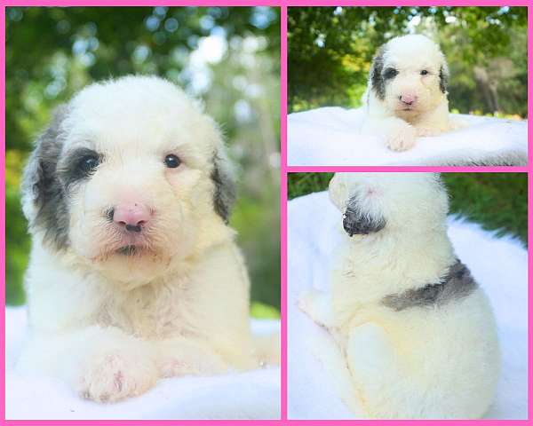 merle-medium-sheepadoodle