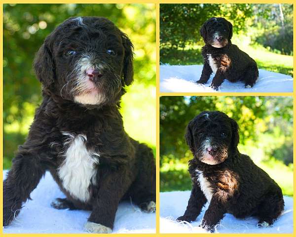 brown-sheepadoodle