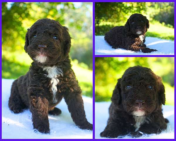 brown-hypoallergenic-sheepadoodle