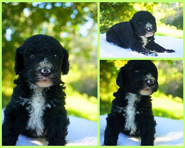 black-hypoallergenic-sheepadoodle