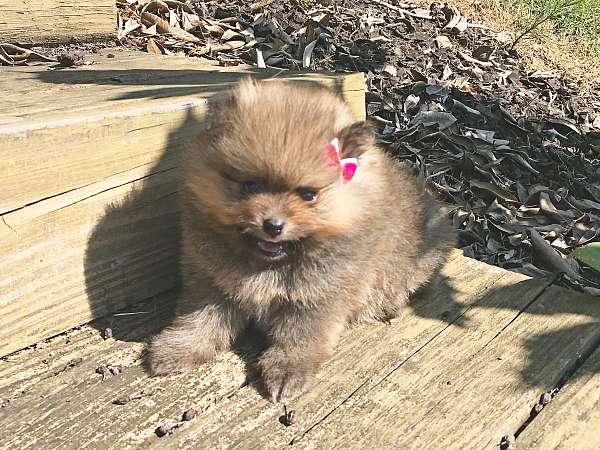 female-sable-pomeranian-dog