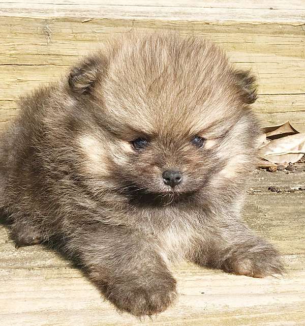 purebred-male-pomeranian-dog