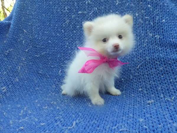 mixed-pomeranian-puppy