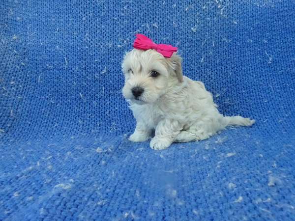 female-malti-poo-dog