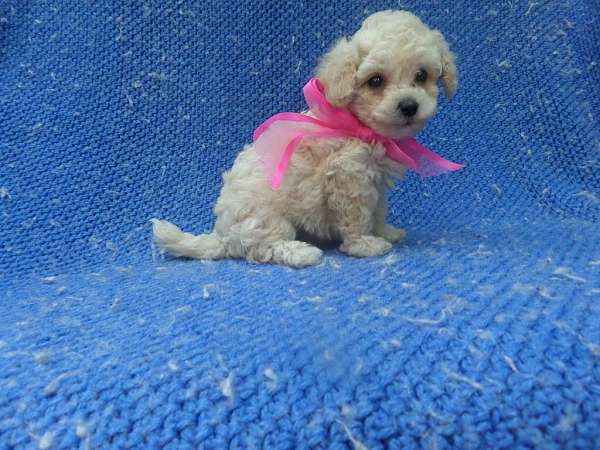 female-malti-poo-dog