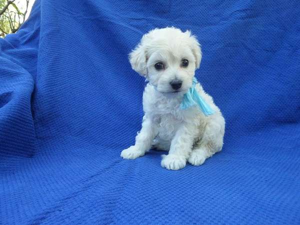 male-malti-poo-dog