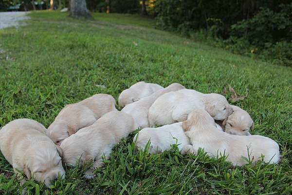 cream-golden-retriever