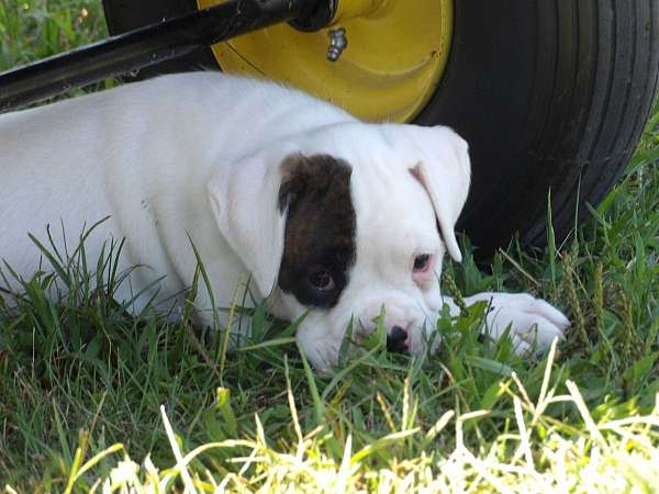 large-white-boxer