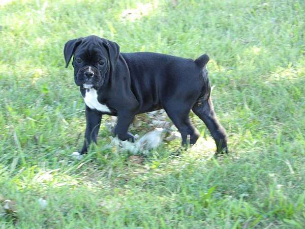 black-boxer