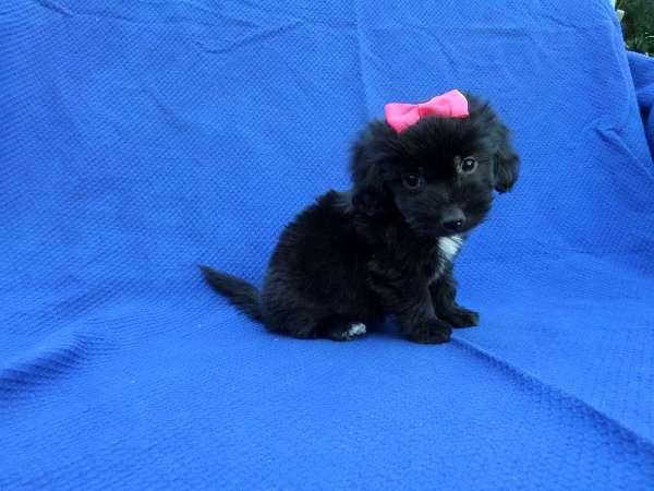 female-shih-tzu-dog