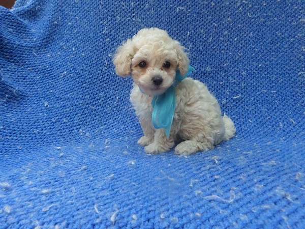 male-toy-poodle-puppy