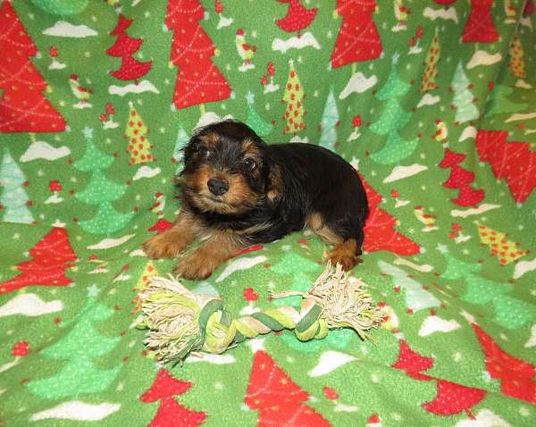 blue-yorkipoo-yorkipoo