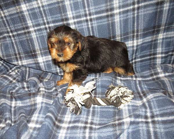 blue-yorkipoo-yorkipoo