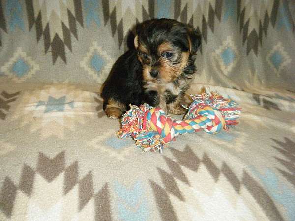 blue-yorkipoo-yorkipoo