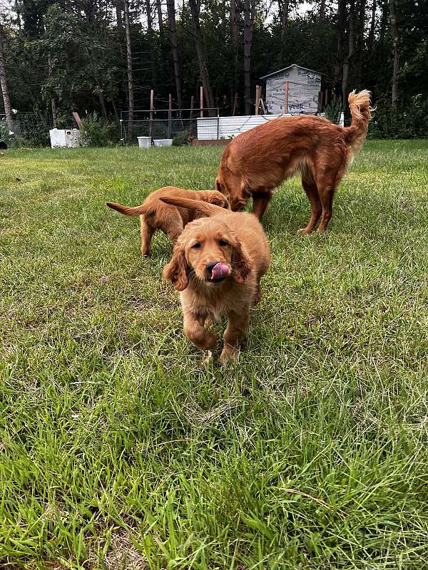 long-haired-golden-retriever