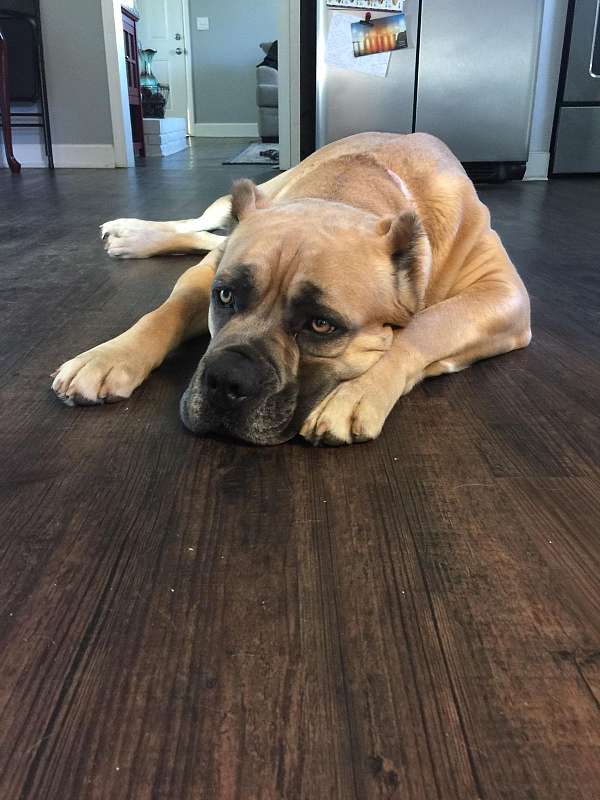 female-cane-corso-dog