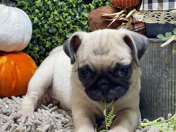 fawn-pug